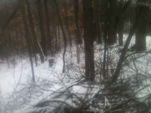 winter