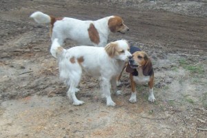 my inspectors and helper
